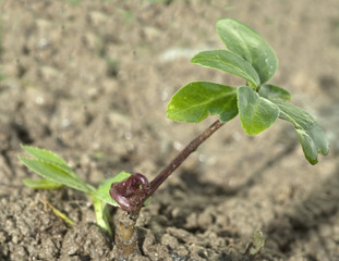 Christrose; Helleborus niger; Keimling, Sproessling