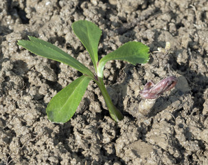 Christrose; Helleborus niger; Keimling, Sproessling