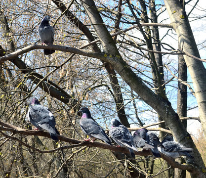 many pigeons sitting on a tree branch in the spring