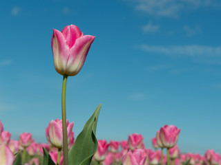 Pink tulip in a tulip field and blue sky in spring