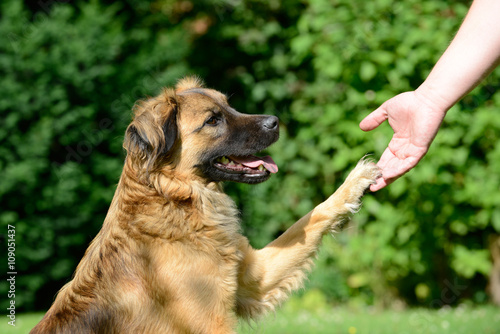 "Hund gibt Pfote" Stock photo and royaltyfree images on