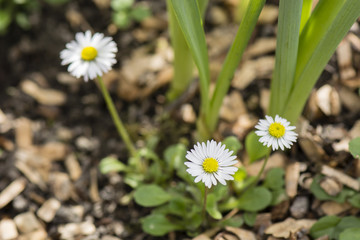 daisy flowers in the garden