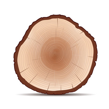 Trunk and rings of Tree. Color Vector Illustration.