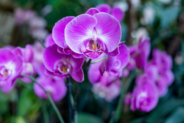 purple orchid on a green background