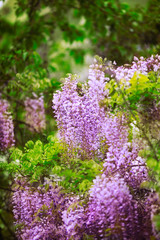 Obraz premium purple flowers in spring