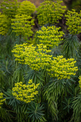 Fototapeta premium Euphorbia characias