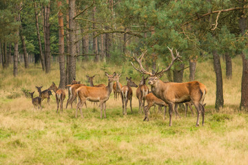 Deer herd in the forest with onde male red deer stag guarding the herd