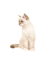 Cute sitting birman kitten watching to the left isoalted on a white background