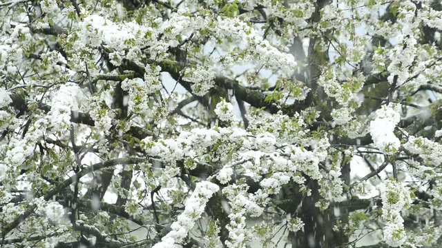 Kirschenbl&uuml;te im Schnee