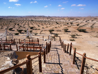 Nature reserve of frankincense trees in Wadi Dawkah, Dhofar region, Sultanate of Oman