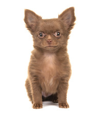 Cute chihuahua puppy dog sitting isolated on a white background