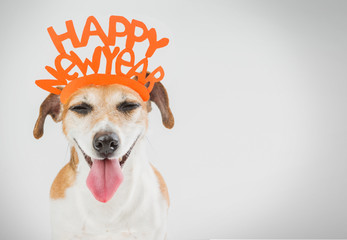 Smiling laughing pretty dog. Happy new year card ideas. Grey ( gray ) background orange word on the head.
