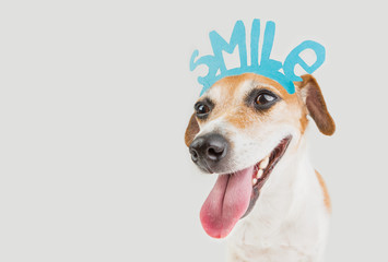 Smiling motivation post card portrait dog Jack Russell terrier. Gray background