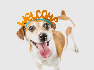 Crédence de cuisine en verre imprimé Chien Adorable petit chien souriant mignon avec mot de bienvenue sur la tête. Fond gris. Muselière accueillante pour animaux de compagnie