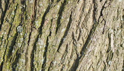 old wood tree bark texture with green moss
