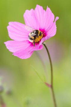 Große Erdhummel auf der Blüte des Schmuckkörbchens 

/ bumble bee on Cosmos bipinnatus