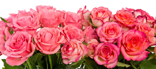 Pink roses isolated on white.
