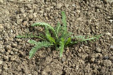 Schafgarbe; Achillea; millefolium; Keimling, Sproessling