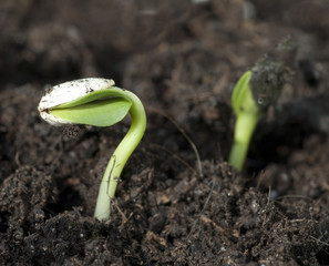 Sonnenblume; Helianthus; annuus; Keimling