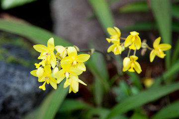 Spathoglottis Philippe 'Mathilde' (Spathoglottis vanoverberghii x Spathoglottis Lion of Singapore)