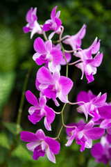 Obraz premium Orchid in Singapore Botannical Gardens