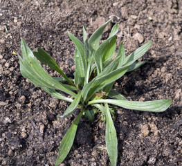 Spitzwegerich; Keimling, Sproessling, Sprosse, Plantago; lanceol
