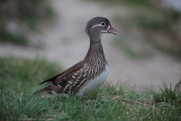 weibliche Mandarinente im Gras