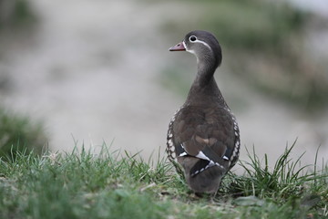 weibliche Mandarinente im Gras