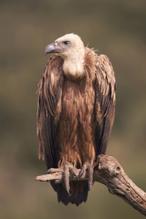 Griffon vulture (Gyps fulvus)