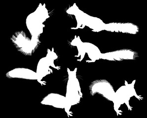 six small black squirrels on black