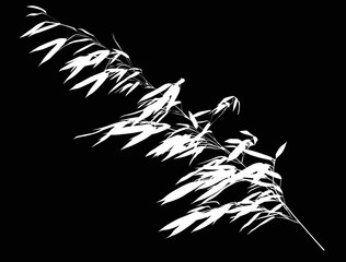 Fototapeta premium long single white bamboo isolated branch