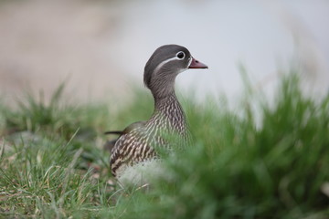 weibliche Mandarinente im Gras
