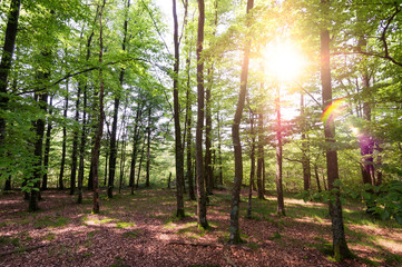 Fototapeta premium Très belle forêt avec le soleil dans les feuilles des arbres