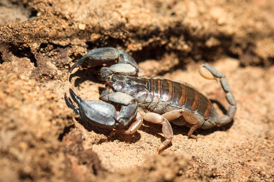 Madagascar scorpion, opisthacanthus madagascariensis, in Isalo national park