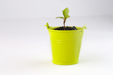 Young tree seedling growing in soil