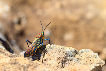 Endemic Madagascar Locust, Phymateus saxosus, in Isalo national park. Names include Rainbow...