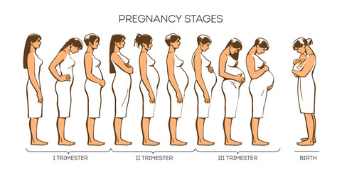 Stages of pregnancy, different women at different stages of pregnancy, illustration sketch hand-drawn style, types of trimesters in fertile women, infographics of pregnancy and childbirth - obrazy, fototapety, plakaty