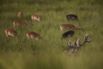 cerf chasse sauvage nature mammifère cervidé herbe biche repos