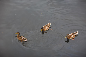 Ducks and water