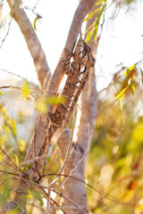 Beautiful camouflaged chameleon in Madagascar, presumably the Oustalets or Malagasy giant chameleon (Furcifer oustaleti)