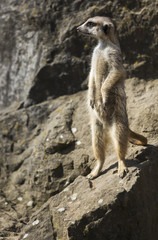Fototapeta premium Meerkat (Surikate) in Prague zoo, Czech Republic