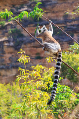 Ring-tailed Lemur (Lemur catta) with baby in Isalo national park in Madagascar
