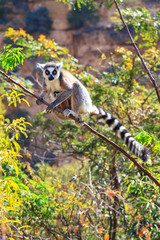 Ring-tailed Lemur (Lemur catta) with baby in Isalo national park in Madagascar
