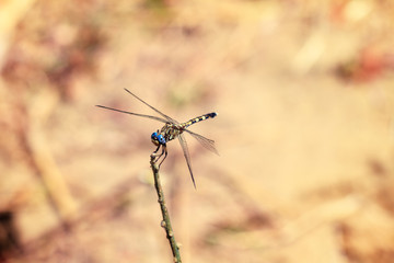 Beautiful dragonfly in Isalo national park, Madagascar. Could be Neodythemis hildebrandti
