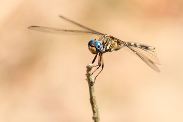 Beautiful dragonfly in Isalo national park, Madagascar. Could be Neodythemis hildebrandti