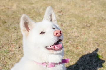 smiling puppy Akita inu with a pink nose. the age of half a year