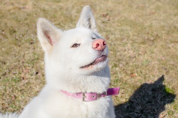 smiling puppy Akita inu with a pink nose. albino