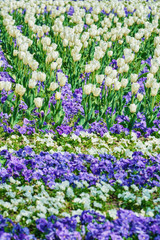 Obraz premium Field of Tulips