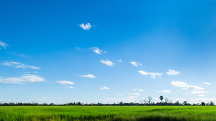 Panorama of  Green grass and sky