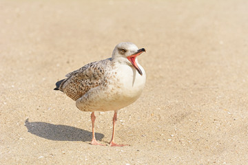 Gulls Birdling on the Sand